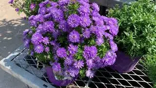 Plan Ahead for Deer Resistant Gardening | Purple Asters!