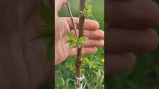 beautiful fresh shoots