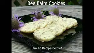 Wild Bee Balm: Edible and Medicinal