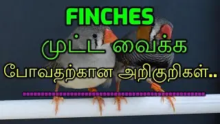finches breeding symptoms/finches breeding/jj paradise birds tamil/finches breeding behavior