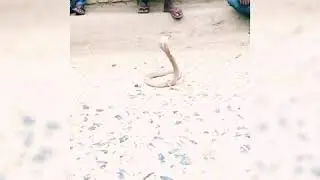 A shape shifting snake cought rural area