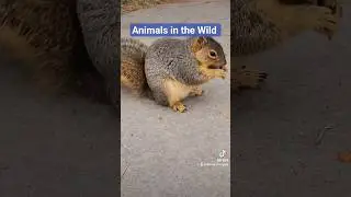 Animals in the Wild with The Squirrel Guru 🐿️