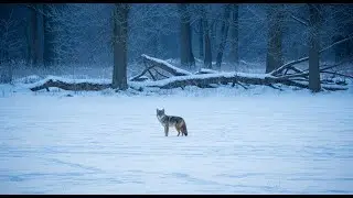 INSANE 340 Yard Coyote Kill! Extreme Long Range Shot with Tikka  22 250  Vapor Trail Caught on Camer