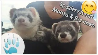 Mit Frettchen spazieren gehen | Spazieren mit Monte & B&auml;rchen&hearts; | Sazus Fellnasen