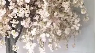 Customized Cherry blossom trees for wedding