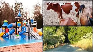 مزرعة البوعينين في الجبيل | دخول السيارة ب٢٠ ريال فقط