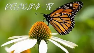 Evening Calm 🌸 Relaxing Flowers & Butterflies at Sunset &ndash; Nature&rsquo;s Beauty to End Your Day.