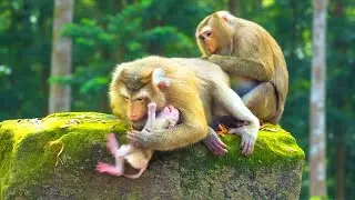 Special memories.! Perfect Mother Rose saving her lovely newborn baby Rina on time