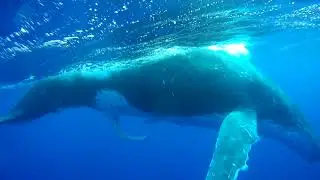Baleine en &eacute;rection. Moorea. Ao&ucirc;t 2017