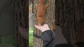 My cute fluffy friend, the squirrel Olivia #squirrel #eichh&ouml;rnchen #білка  #squirrelworld