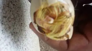 COMO AYUDAR A UN PATO A SALIR DEL CASCARON