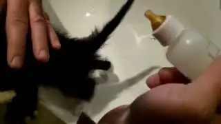 HOW TO BOTTLE FEED A KITTEN THAT WON'T EAT