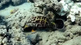 Half-spotted grouper, Yellowfin hind (Cephalopholis hemistiktos), Желтоперая гаррупа