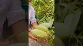 ГОЛЕК МАНГО счастливый отзыв клиента