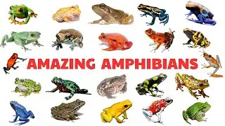 Amazing Amphibians for Kids | Learn  Amphibian Names with Pctures and Videos