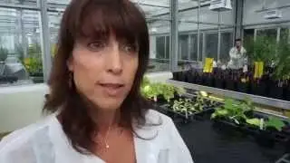 Comprendre les interactions entre plantes et virus
