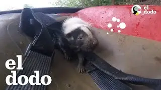 Zorrillos beb&eacute;s lloran al ser reunidos con su mam&aacute; | El Dodo