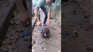 Tes ketahanan parang palm king ke buah nipa