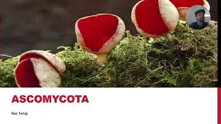11 Biology - Chapter 08 - Lecture 07 - Sac Fungi - Ascomycota