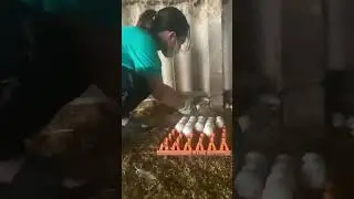 Morning harvest eggs earn $ at Hk farm #farming #duck #egg