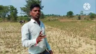 Vithal 3456 Makka - Harlal seeds
