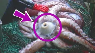 These Animals Might As Well Be Aliens