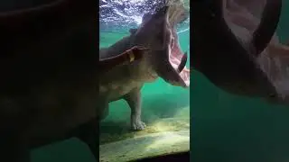 Hippo| Underwater| Wide open mouth