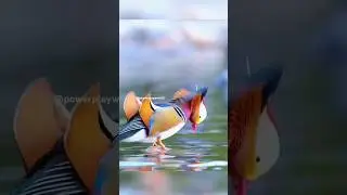 most beautiful bird in the world #shorts