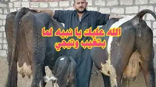 بقره والده غريبه جدا🤔 مع التاجر النبيه دبابه بقر خليط بحجم الهولشتاين واسمع ابو يوسف بيقول ايه
