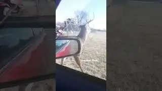 Tweaker/Zombie Deer