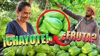 Método de plantación del CHAYOTE cosechamos toneladas en Veracruz