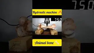 Animal bone 🦴 crushing by hydraulic machine 🔥 #hydraulics #bones #shorts