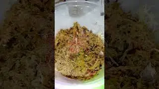drosera spatulata beenak sundew red moss growing