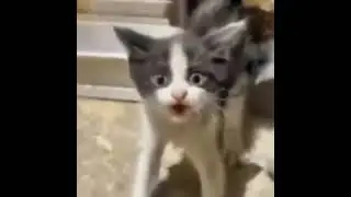 aughhh meme