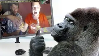 DLACZEGO OGLĄDAMY PATO-STREAMY?