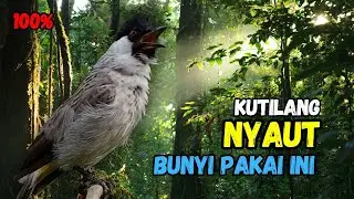 Pasti Nyaut,,!!! Suara Pancingan Burung Kutilang Gacor Ampuh'