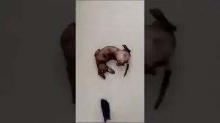 Собака гусеница #animals #dog #funny