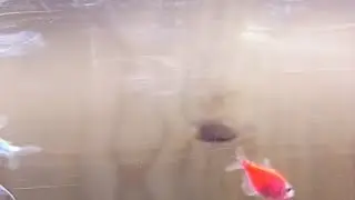 🔴LIVE ikan hias aquarium galon #118