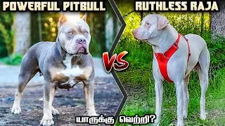 American Pitbull vs Rajapalayam Fantasy Battle | பிட்புள் vs ராஜபாளையம் | Savage Empire