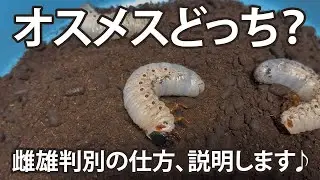 【雌雄判別の仕方】を説明します♪