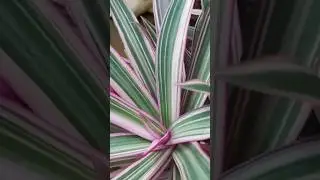 COMO EU FA&Ccedil;O MUDA DE ABACAXI ROXO v&iacute;deo completo ☝️