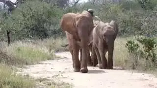 11 am Feeding/Mud Bath of DSWT Elephant Orphans at Ithumba