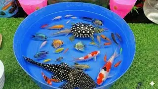 Catch beautiful ornamental fish in small pond: baby turtles, koi fish, Goldfish, catfish, carp 