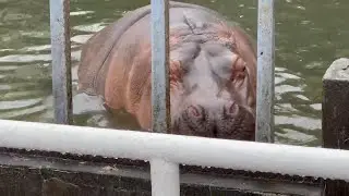 番外編 プールでのんびりするハナちゃん【番外編】【宇都宮動物園】カバ