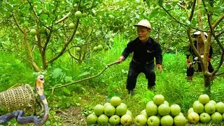 Dwarf Family: Harvesting Guava For Market And Unexpectedly Meeting A Snake And A Crocodile