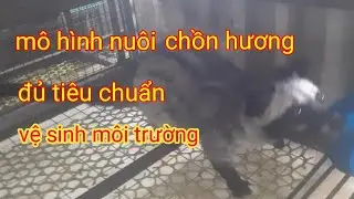 Mô hình nuôi chồn hương đủ tiêu chuẩn vệ sinh môi trường, # trai CHỒN HƯƠNG Quảng Nam 