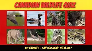 Can You Name These 40 Iconic Canadian Animals 🐾  Wildlife Picture Quiz Challenge!