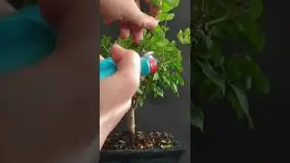Pruning chinese privet bonsai #bonsai #privet #bonsaitree #shorts