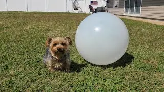 Rylie&rsquo;s Big Ball Adventure: Tiny Pup, Huge Talent 🐶⚽💥 #funnydogs #talenteddog #cutedog #yorkie #dog 