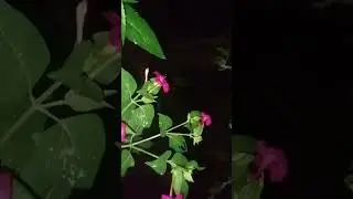 night flower view 😄🎭#like #viral #share #comment #viral #viralvideo #views #song #songs
